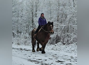 Caballo ardenes, Caballo castrado, 7 años, 170 cm, Castaño