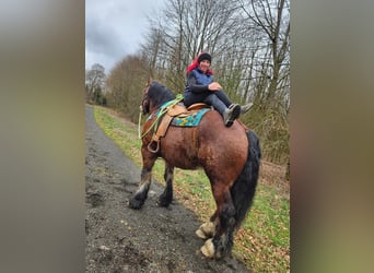 Caballo ardenes, Caballo castrado, 7 años, 170 cm, Castaño