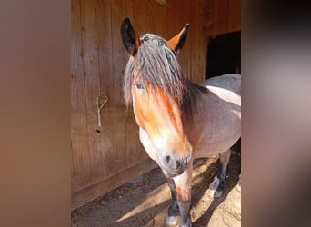 Caballo ardenes Mestizo, Caballo castrado, 8 años, 165 cm