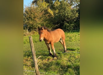 Caballo ardenes, Semental, 1 año, 130 cm, Castaño