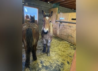 Caballo ardenes, Semental, 1 año, 155 cm