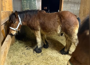 Caballo ardenes, Semental, 1 año, 157 cm, Castaño