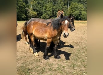 Caballo ardenes, Semental, 1 año, 160 cm, Castaño