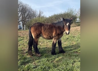 Caballo ardenes, Semental, 1 año