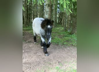 Caballo ardenes, Semental, 1 año, Porcelana