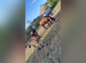 Caballo ardenes, Semental, 2 años, 155 cm, Castaño