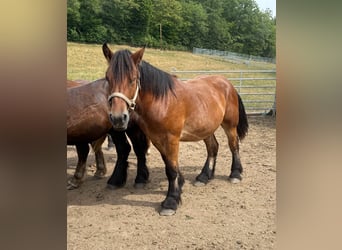Caballo ardenes, Semental, 2 años, Castaño
