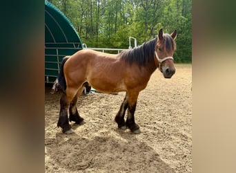 Caballo ardenes, Semental, 2 años, Castaño