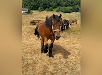 Caballo ardenes, Semental, 2 años, Castaño
