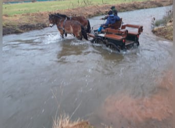 Caballo ardenes, Semental, 3 años, Castaño