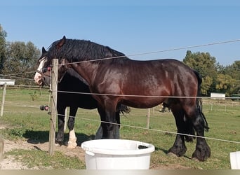 Caballo ardenes Mestizo, Semental, 6 años, 170 cm, Castaño