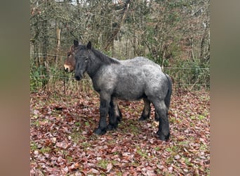 Caballo ardenes, Semental, Potro (01/2025), 155 cm, Castaño