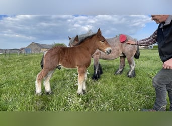 Caballo ardenes, Semental, Potro (01/2025)