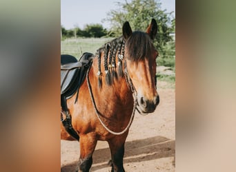 Caballo ardenes, Yegua, 13 años, 156 cm, Castaño