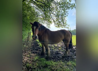 Caballo ardenes, Yegua, 14 años