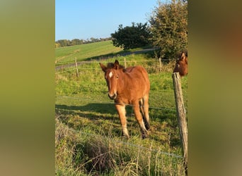 Caballo ardenes, Yegua, 1 año, 140 cm, Castaño