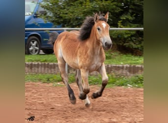 Caballo ardenes, Yegua, 1 año, 159 cm, Castaño