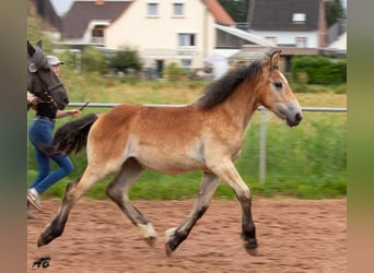 Caballo ardenes, Yegua, 1 año, 159 cm, Castaño