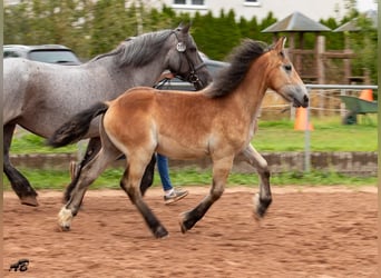 Caballo ardenes, Yegua, 1 año, 159 cm, Castaño
