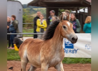 Caballo ardenes, Yegua, 1 año, 159 cm, Castaño