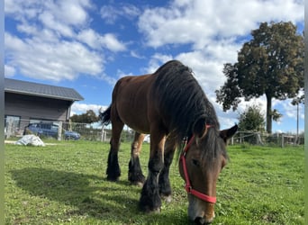 Caballo ardenes, Yegua, 20 años, Castaño