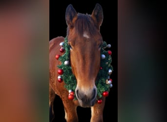 Caballo ardenes, Yegua, 2 años, 155 cm, Castaño