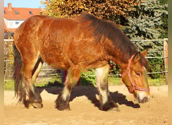 Caballo ardenes, Yegua, 2 años, 155 cm, Castaño