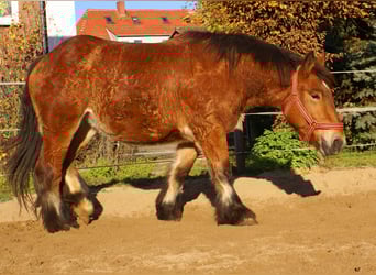 Caballo ardenes, Yegua, 2 años, 155 cm, Castaño