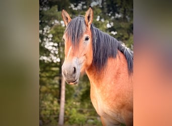 Caballo ardenes, Yegua, 3 años, 150 cm