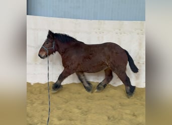 Caballo ardenes, Yegua, 3 años, 152 cm, Castaño