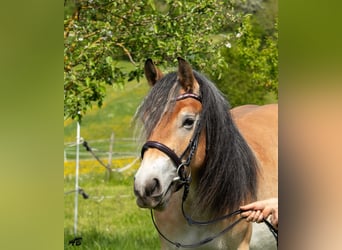 Caballo ardenes, Yegua, 3 años, 159 cm, Castaño