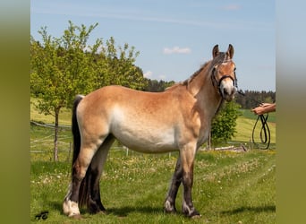 Caballo ardenes, Yegua, 3 años, 159 cm, Castaño