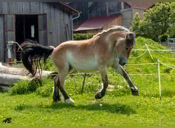 Caballo ardenes, Yegua, 3 años, 159 cm, Castaño