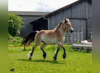 Caballo ardenes, Yegua, 3 años, 159 cm, Castaño