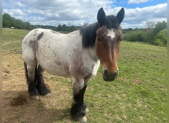 Caballo ardenes, Yegua, 5 años, 154 cm, Castaño-ruano