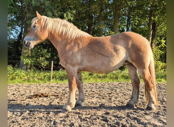 Caballo ardenes, Yegua, 7 años, 155 cm, Castaño claro