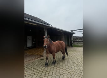 Caballo ardenes, Yegua, 9 años, 160 cm, Castaño