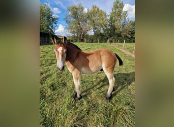 Caballo ardenes, Yegua, 9 años, Castaño