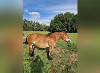 Caballo ardenes, Yegua, 9 años, Castaño