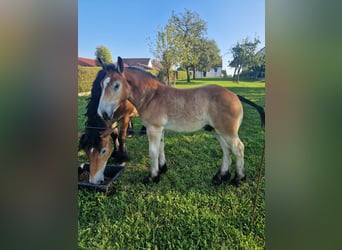 Caballo ardenes, Yegua, 9 años, Castaño