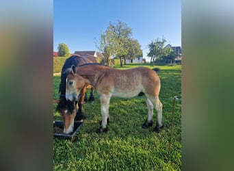 Caballo ardenes, Yegua, 9 años, Castaño