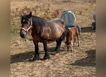 Caballo ardenes, Yegua, Potro (01/2026), 158 cm