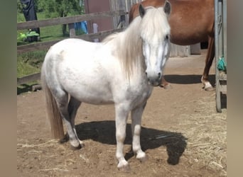 Caballo Beberbeck, Caballo castrado, 5 años, 115 cm, Pío