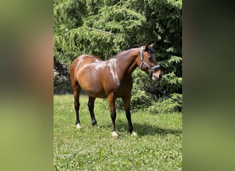 Caballo Búlgaro Oriental, Yegua, 9 años, 145 cm, Castaño