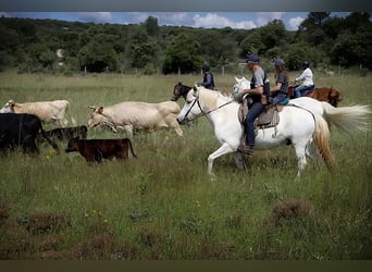Caballo camargués, Caballo castrado, 11 años, 143 cm, Tordo