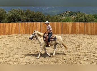 Caballo camargués, Caballo castrado, 11 años, 143 cm, Tordo