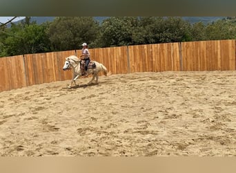 Caballo camargués, Caballo castrado, 11 años, 143 cm, Tordo