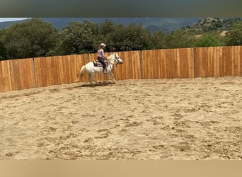 Caballo camargués, Caballo castrado, 11 años, 143 cm, Tordo