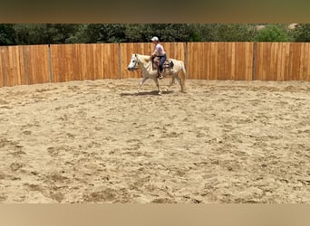 Caballo camargués, Caballo castrado, 11 años, 143 cm, Tordo