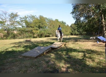 Caballo camargués, Caballo castrado, 11 años, 143 cm, Tordo